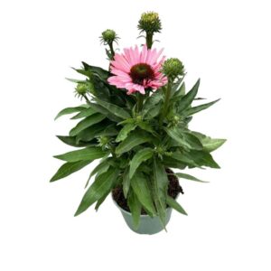 Echinacea Sunseekers Salmon
(1 Plants/Order)(17cmP 35cmH)