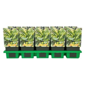 Hosta other Silk Road' P11
(10 Plants/Order)(11cmP 25cmH)