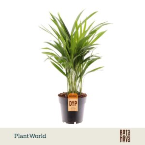 Chrysalidocarpus Dypsis lutescens (Areca)
(6 Plants/Order)(17cmP 75cmH)