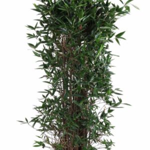 Dracaena surculosa bush P34
(1 Plants/Order)(34cmP 160cmH)
