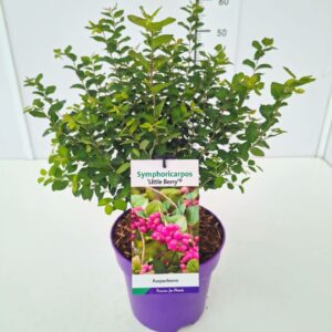 Symphoricarpos (Ground Cover Grp) L d. Berry' 50-60C7
(1 Plants/Order)(22cmP 60cmH)