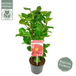 Camellia japonica Dr King'
(6 Plants/Order)(15cmP 40cmH)