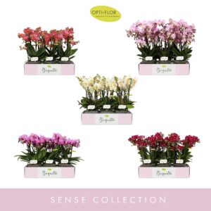Phalaenopsis Multiflora Boquetto Diversen 3-5 spike
(6 Plants/Order)(12cmP 35cmH)