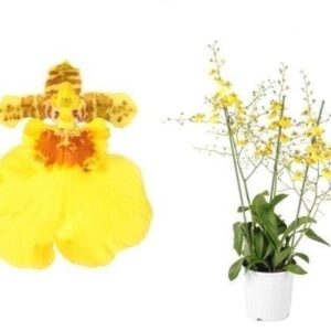 Oncidium Münsterland Stern' 3 spike toef 19 cm
(5 Plants/Order)(19cmP 75cmH)
