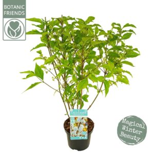 Callicarpa other bod. 'Magical Snowstar'
(1 Plants/Order)(19cmP 70cmH)