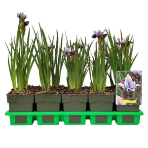 Iris sibirica Black Joker' P11
(10 Plants/Order)(11cmP 25cmH)
