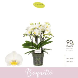 Phalaenopsis Multiflora Boquetto Innocent 3-5 spike
(6 Plants/Order)(12cmP 35cmH)