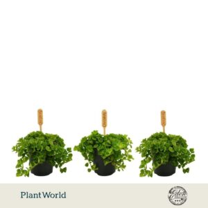 Pilea depressa 5,5cm
(20 Plants/Order)(5.5cmP 10cmH)