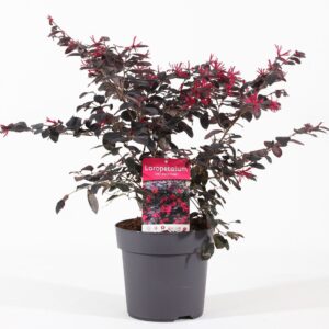 Loropetalum chin. 'Black Pearl'® P19/C3
(1 Plants/Order)(19cmP 45cmH)