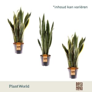 Sansevieria mixed 2 Types
(10 Plants/Order)(12cmP 45cmH)