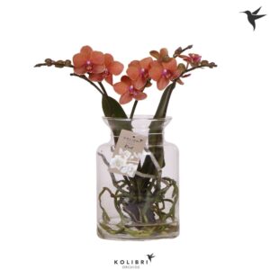 Phalaenopsis other orange (meerder Roots orange in Glas stolp transparant
(3 Plants/Order)(16cmP 50cmH)