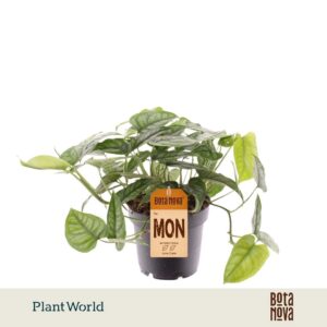 Monstera siltepecana
(10 Plants/Order)(12cmP 20cmH)