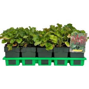 Heuchera sanguinea Leuchtkaefer Leuchtkäfer' P11
(10 Plants/Order)(11cmP 25cmH)