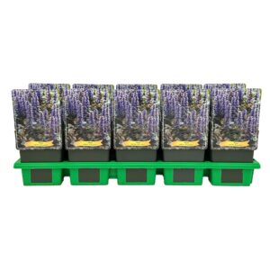 Ajuga reptans 'Braunherz' P11
(10 Plants/Order)(11cmP 25cmH)
