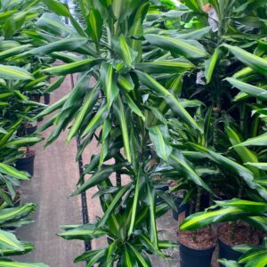 Dracaena Cintho 90-60-30
(1 Plants/Order)(24cmP 160cmH)