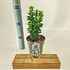 Euonymus Paloma Blanca jap. ('Lankveld03'PBR)
(8 Plants/Order)(13cmP 25cmH)