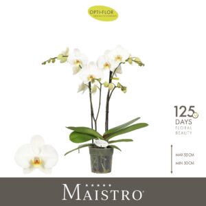 Phalaenopsis white more Ripsen Maistro Beethoven 2 spike 50 cm
(6 Plants/Order)(12cmP 50cmH)