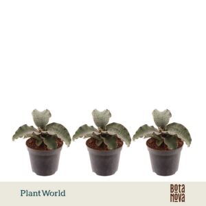 Sansevieria Silver Blue Kirkii
(12 Plants/Order)(8.5cmP 20cmH)