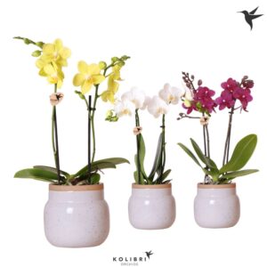Phalaenopsis mixed 2 spike in Vintage Bowl white
(6 Plants/Order)(9cmP 40cmH)
