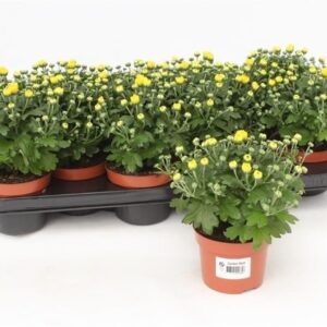 Chrysanthemum Braque Sunny Gardenmum Yellow
(12 Plants/Order)(10.5cmP 17cmH)