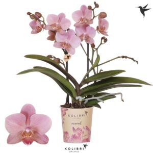 Phalaenopsis Multiflora Mineral Treviso 2 spike
(12 Plants/Order)(9cmP 40cmH)