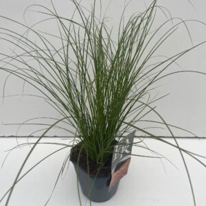 Carex testacea Prairie Fire Color G Prairy
(6 Plants/Order)(17cmP 30cmH)