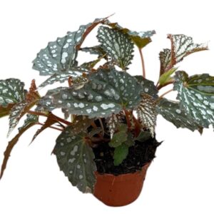 Begonia Snow Leopard
(14 Plants/Order)(8cmP 12cmH)