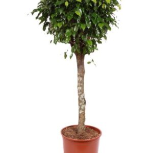 Ficus Danielle
(1 Plants/Order)(30cmP 140cmH)