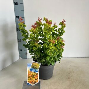 Leucothoe axillaris Curly Gold PBR
(1 Plants/Order)(17cmP 35cmH)
