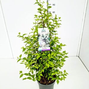 Styrax japonicus Styrax japonicus 60-80C5 
(1 Plants/Order)(23cmP 80cmH)