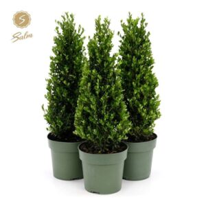 Ilex crenata Jenny Ilex crenata 'Jenny'® Pyramid 35cm P17
(6 Plants/Order)(17cmP 55cmH)