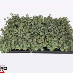 Sedum sieboldii P8.5 XL
(15 Plants/Order)(8.5cmP 14cmH)