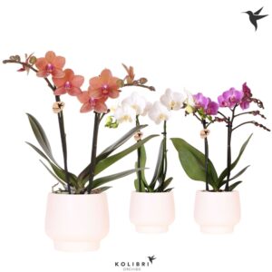 Phalaenopsis Multiflora 2 spike in Scandic Pot white
(6 Plants/Order)(9cmP 40cmH)