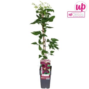 Clematis jackmanii Niobe
(10 Plants/Order)(15cmP 65cmH)