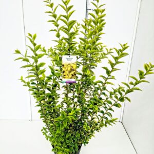 Ligustrum ovalifolium Aureum Ligustrum oval. 'Aureum' 100-125C10
(1 Plants/Order)(28cmP 125cmH)