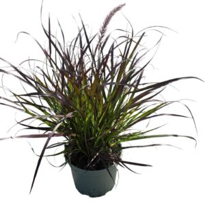Pennisetum alopecuroides Hameln Rubrum'
(1 Plants/Order)(19cmP 50cmH)