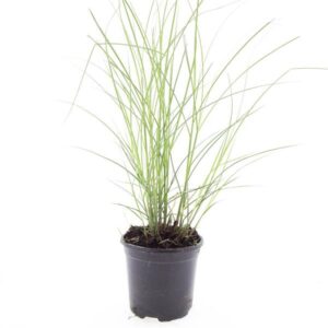 Miscanthus sinensis small Silbers
(8 Plants/Order)(14cmP 10cmH)