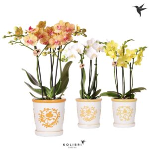 Phalaenopsis mixed mix 3 spike in Malaga Pot yellow
(6 Plants/Order)(9cmP 40cmH)