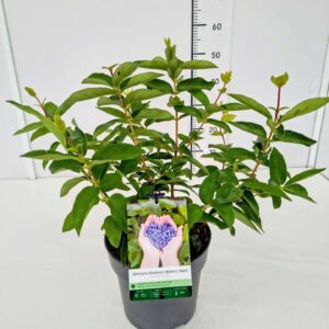 Lonicera xylosteoides Lonicera kamt. 'Myberry Sweet' 40-50C5
(1 Plants/Order)(22cmP 50cmH)