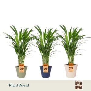 Chrysalidocarpus Dypsis lutescents (Areca) in Pot Coco collectie Top Blend
(6 Plants/Order)(14cmP 45cmH)