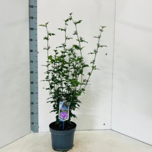 Hibiscus syriacus Lavender Chiffon ('Notwoodone'PBR)
(1 Plants/Order)(23cmP 105cmH)
