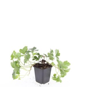 Waldsteinia ternata
(12 Plants/Order)(9cmP 15cmH)