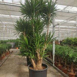 Yucca elephantipes over 5+ armen
(1 Plants/Order)(80cmP 375cmH)