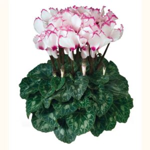 Cyclamen gefranjerd Metis Victoria white
(6 Plants/Order)(13cmP 30cmH)