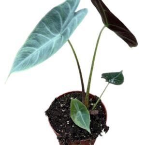 Alocasia Alocasia Longiloba Silver
(14 Plants/Order)(8cmP 12cmH)
