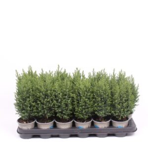 Chamaecyparis law. 'Ellwoodii
(18 Plants/Order)(9cmP 27cmH)
