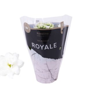 Kalanchoe blossfeldiana Rosalina Do Kalanchoe Rosalina 07cm Royale Dione white
(16 Plants/Order)(7cmP 15cmH)