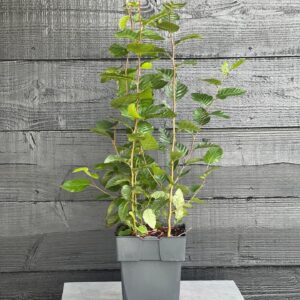 Carpinus betulus
(6 Plants/Order)(17cmP 60cmH)