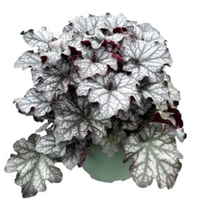 Heuchera Forever Purple
(1 Plants/Order)(17cmP 35cmH)
