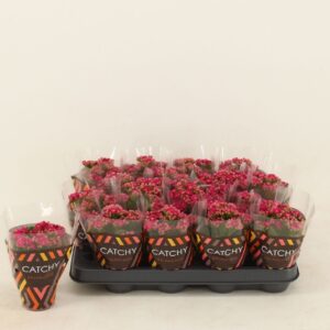 Kalanchoe Calandiva Garbo Double Purple
(16 Plants/Order)(8cmP 15cmH)